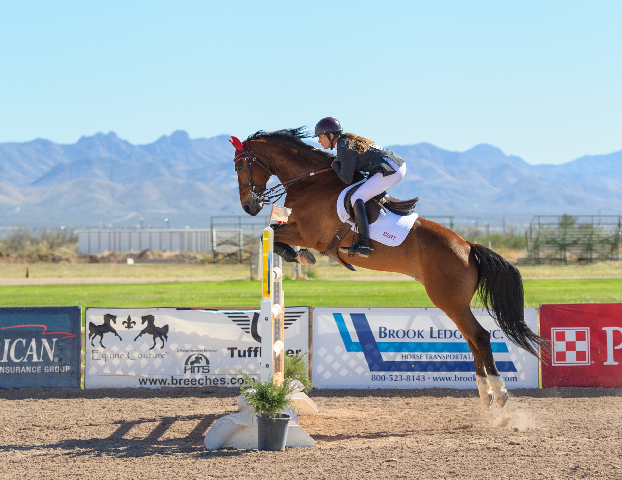 Show Jumping Rider in Competition on Medium Brown Horse 