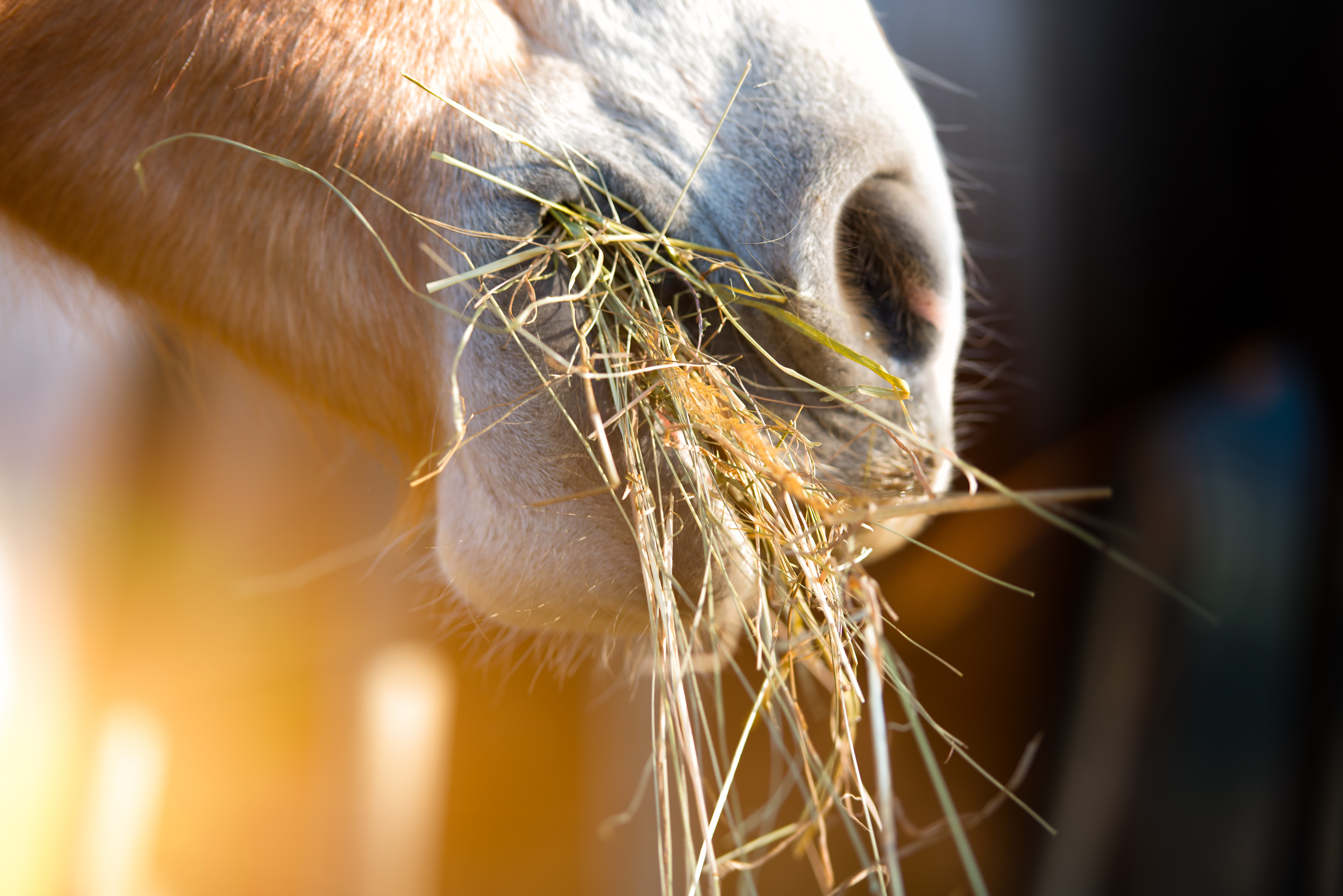 Chestnut horse eating hay during sunrise 