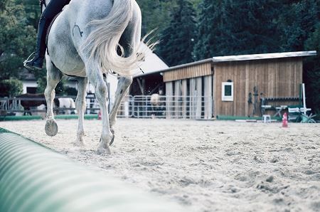 Equestrian Riding White Horse in Arena 